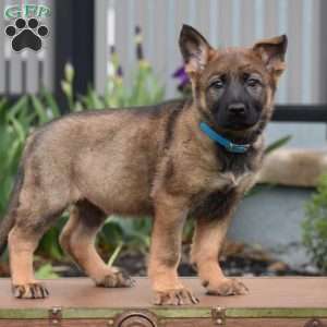 Kandy, German Shepherd Puppy